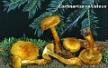 Cortinarius callisteus-amf551